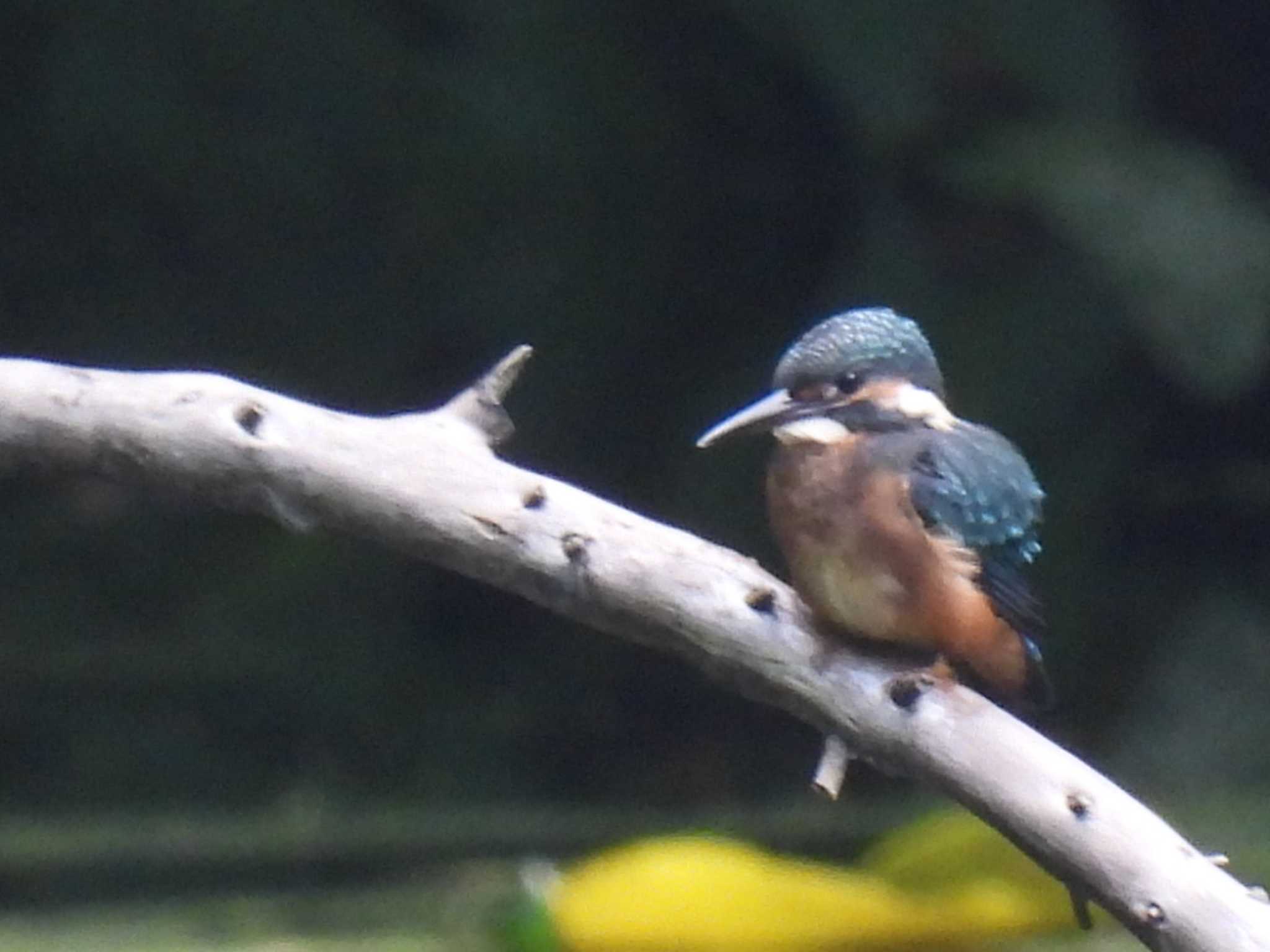 Common Kingfisher