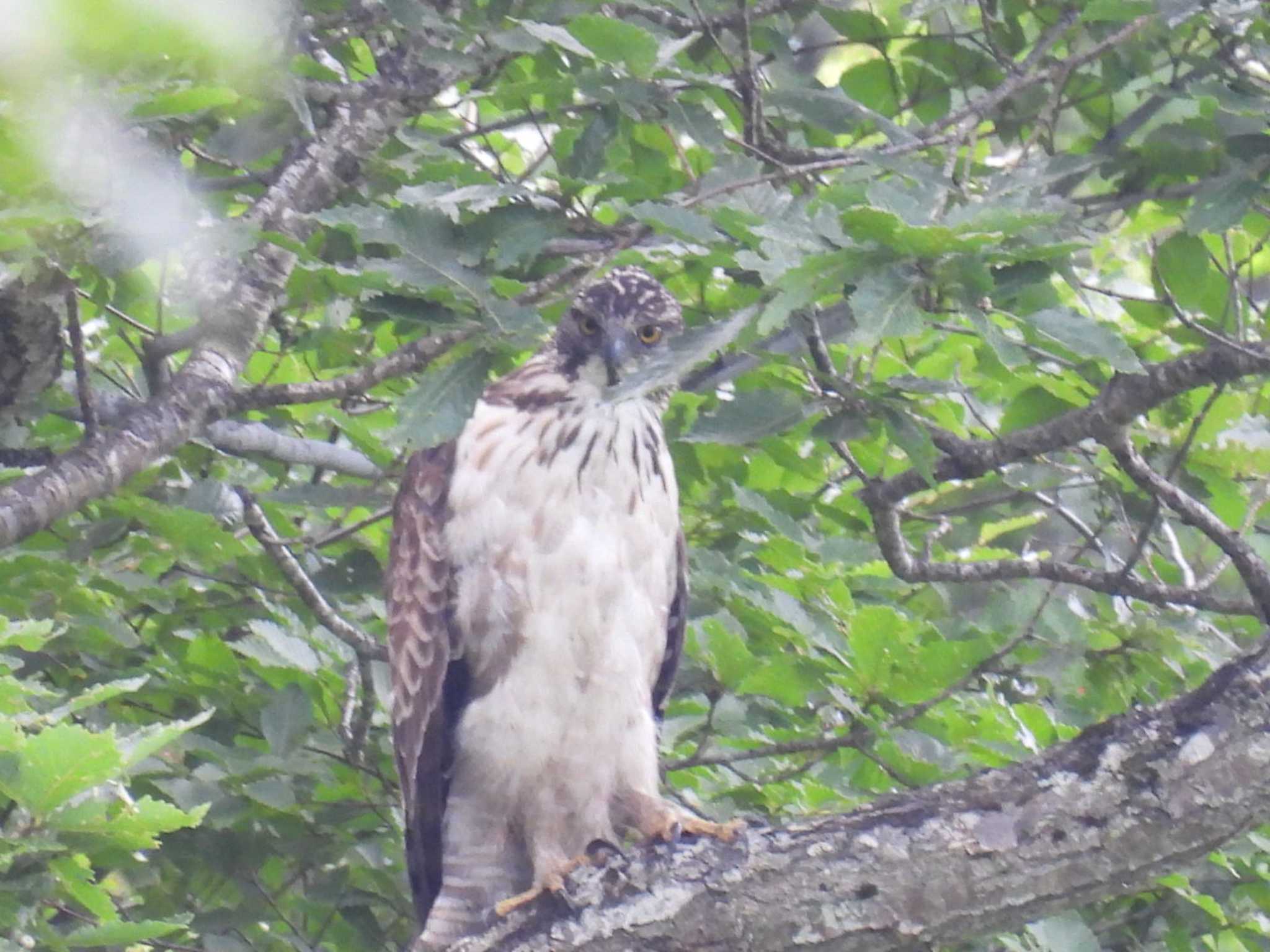 Photo of Mountain Hawk-Eagle at 大厳寺高原 by カズー