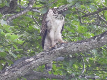 Mountain Hawk-Eagle 大厳寺高原 Mon, 7/17/2023