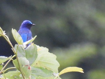 Blue-and-white Flycatcher 大厳寺高原 Mon, 7/17/2023