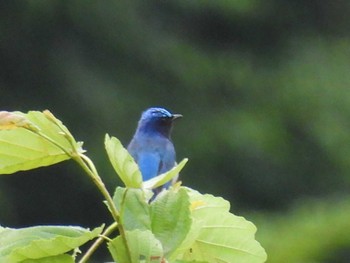 Blue-and-white Flycatcher 大厳寺高原 Mon, 7/17/2023