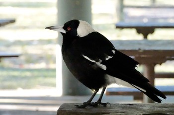 Australian Magpie シドニー Fri, 6/29/2018