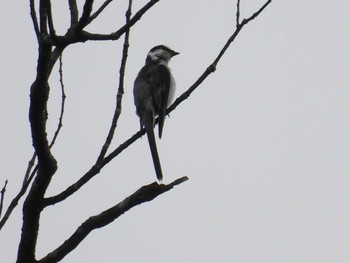 Ashy Minivet 大厳寺高原 Mon, 7/17/2023