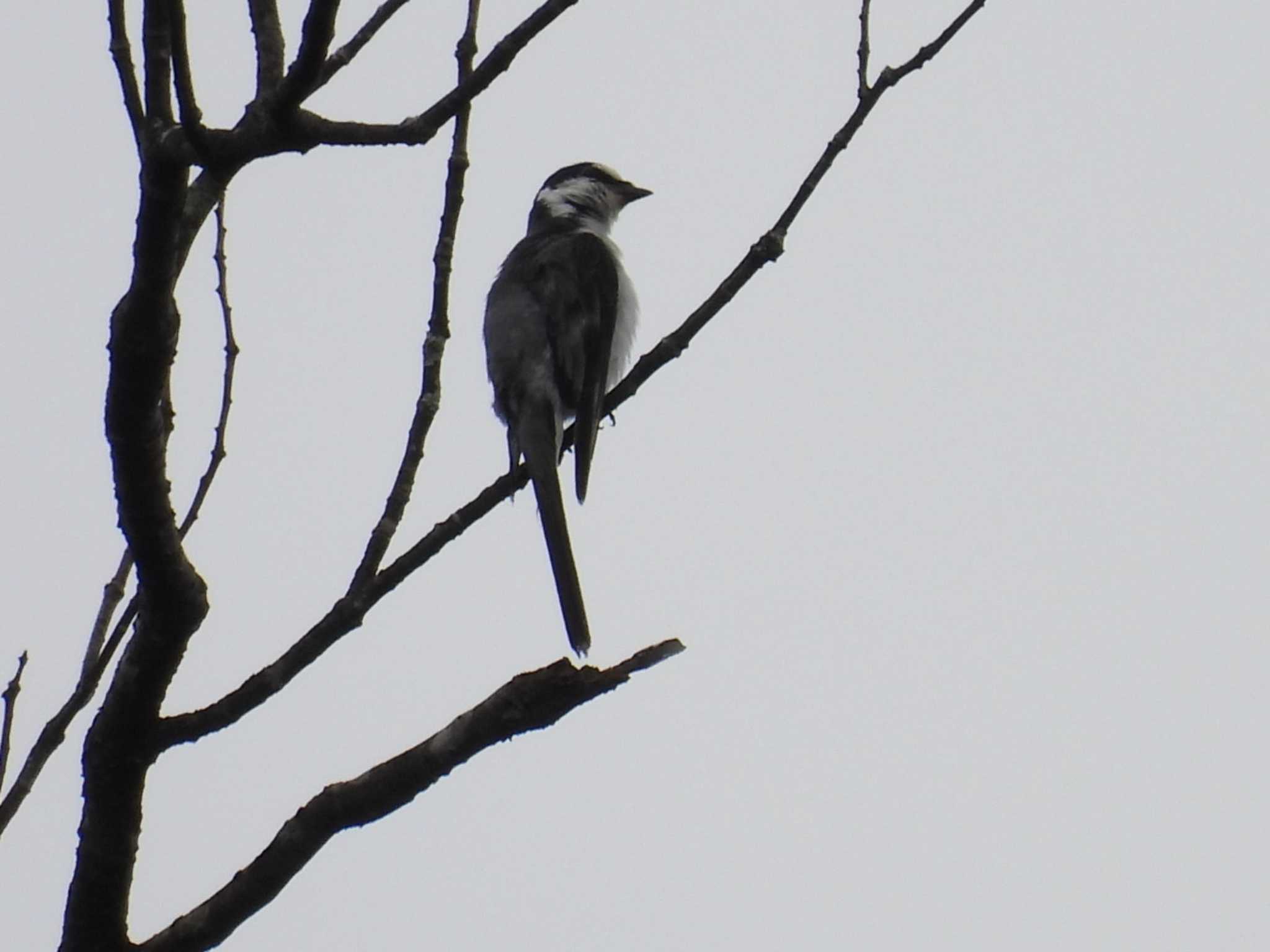 Ashy Minivet