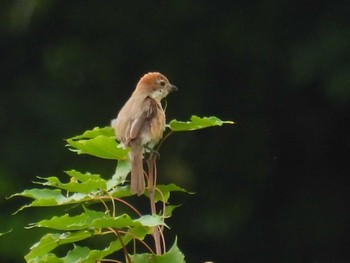 Bull-headed Shrike 大厳寺高原 Mon, 7/17/2023