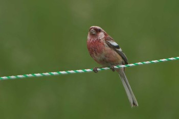 Sun, 6/18/2023 Birding report at Notsuke Peninsula