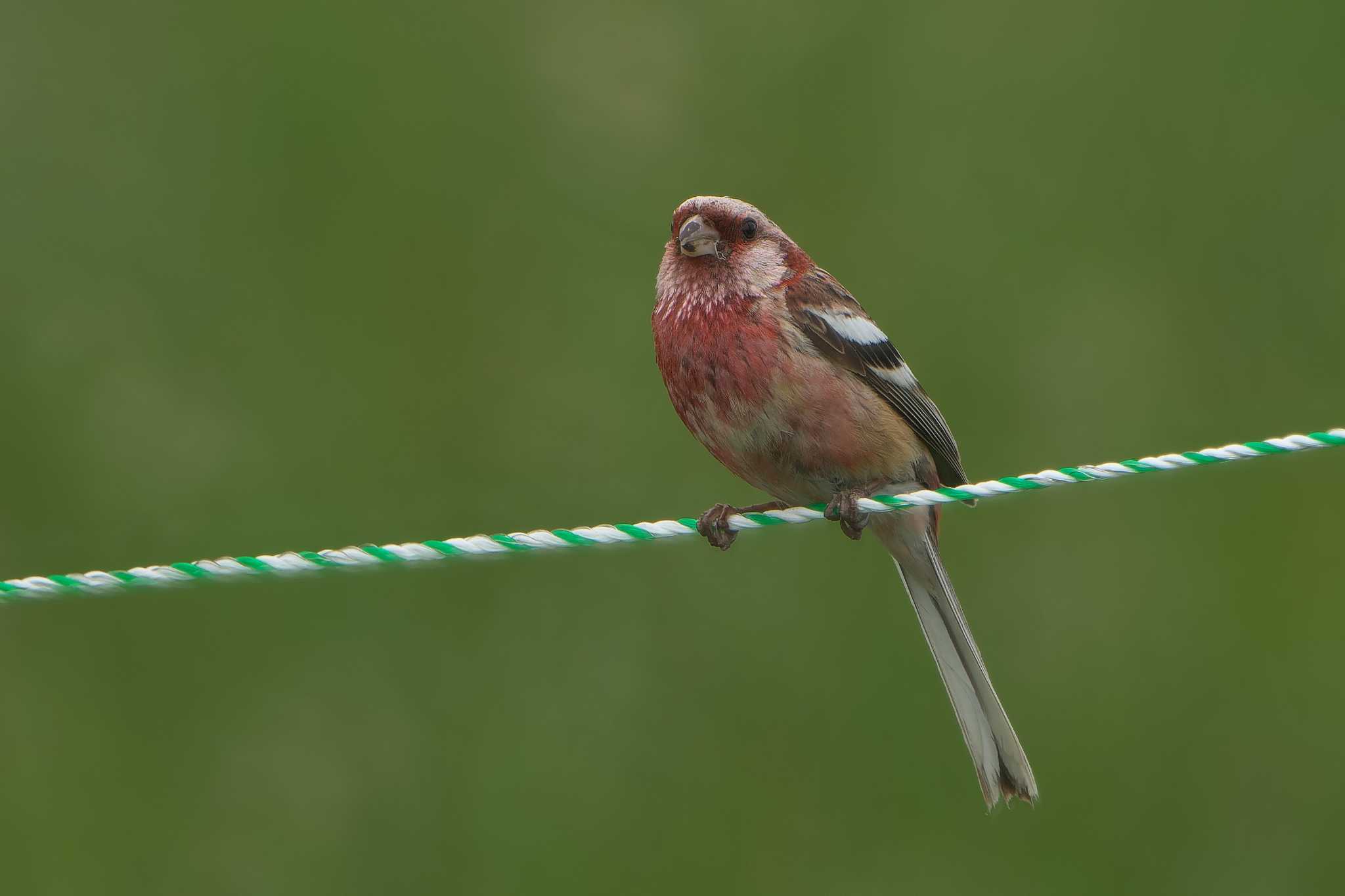 Siberian Long-tailed Rosefinch