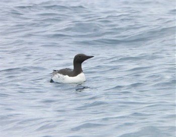 Common Murre Teuri Island Sun, 7/2/2023