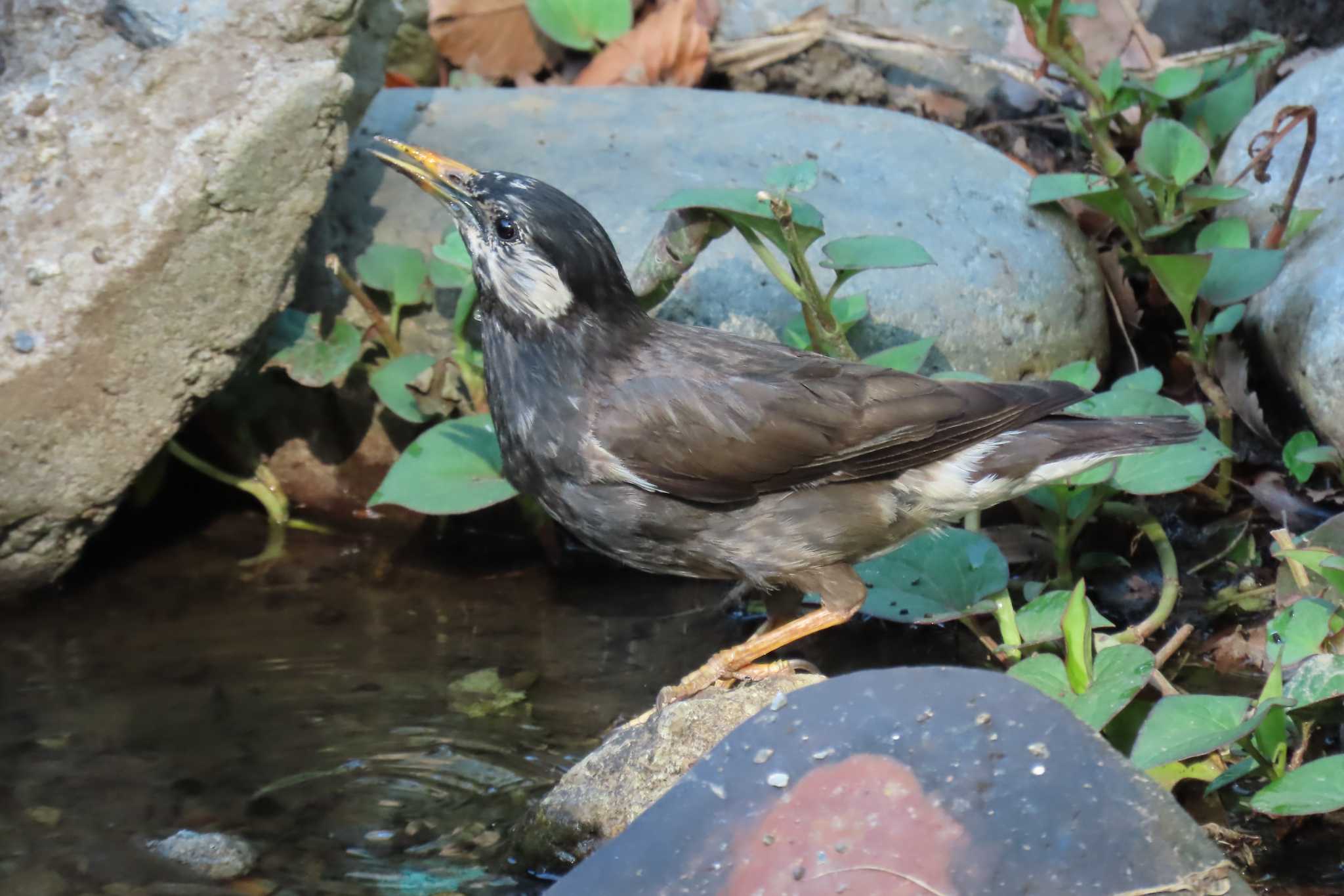 Photo of White-cheeked Starling at Ukima Park by Kirin-Kita