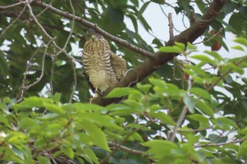 Japanese Sparrowhawk Ukima Park Mon, 7/17/2023