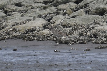 Far Eastern Curlew Kasai Rinkai Park Sun, 8/12/2018