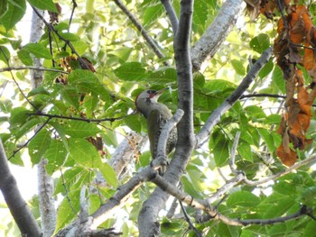 Japanese Green Woodpecker Higashitakane Forest park Mon, 7/17/2023