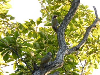 Japanese Green Woodpecker Higashitakane Forest park Mon, 7/17/2023