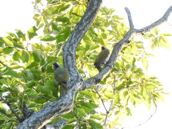 Japanese Green Woodpecker Higashitakane Forest park Mon, 7/17/2023