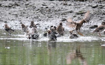 2018年8月12日(日) 葛西臨海公園の野鳥観察記録