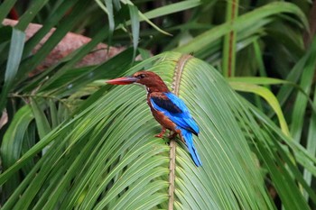 アオショウビン シンガポール植物園 2018年7月14日(土)