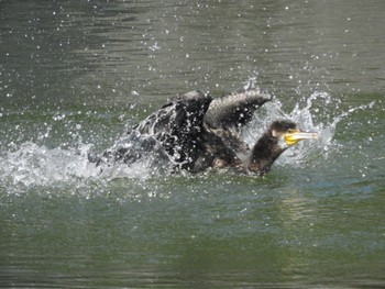 カワウ 手賀沼 2023年7月17日(月)