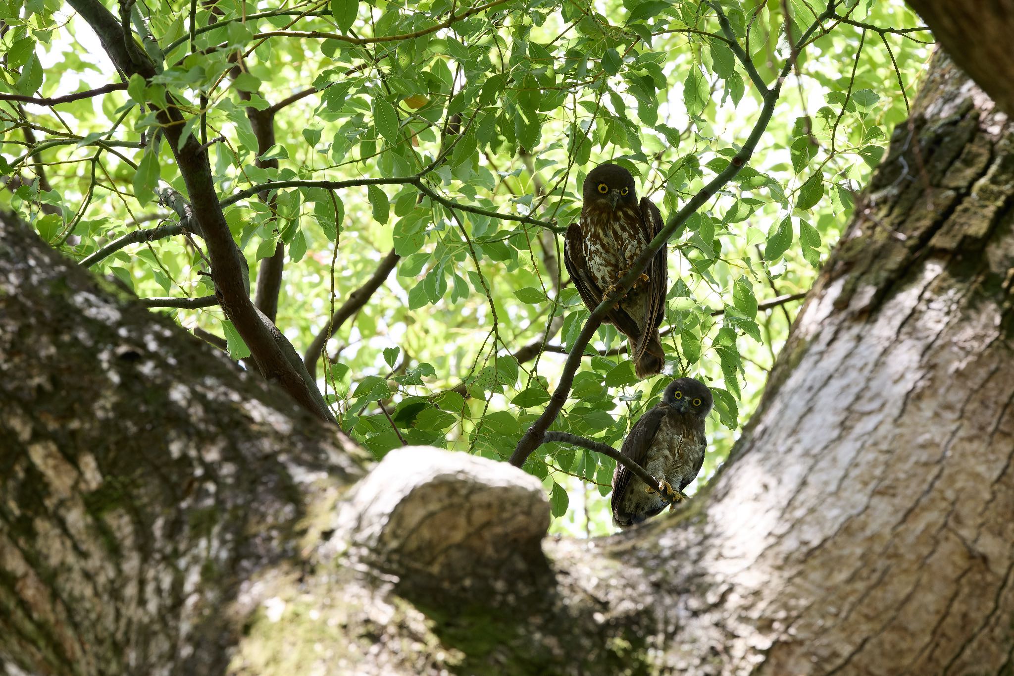 大阪府 アオバズクの写真 by 明石のおやじ