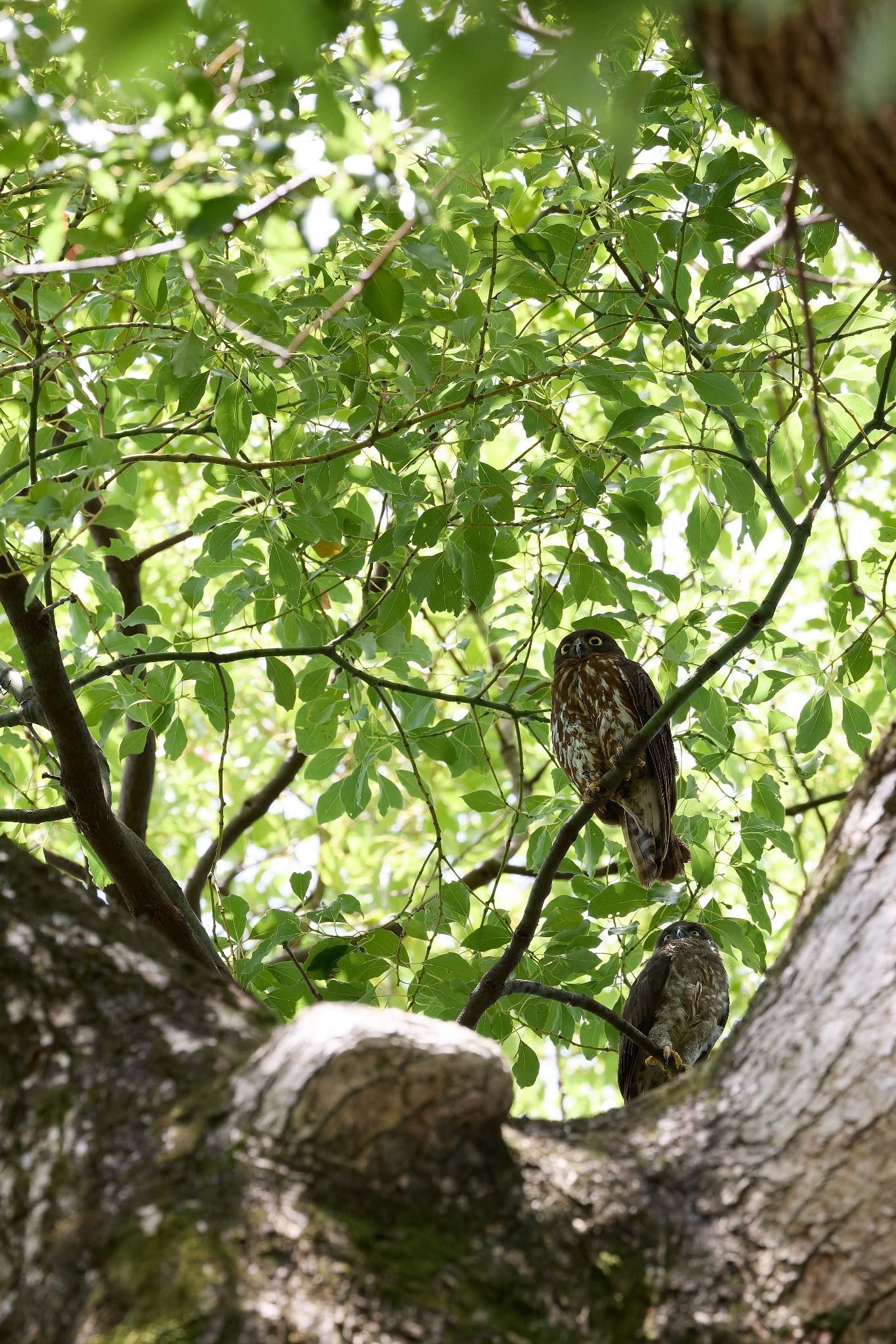 大阪府 アオバズクの写真 by 明石のおやじ