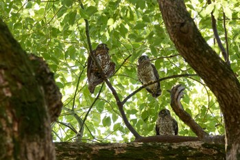 2023年7月17日(月) 大阪府の野鳥観察記録