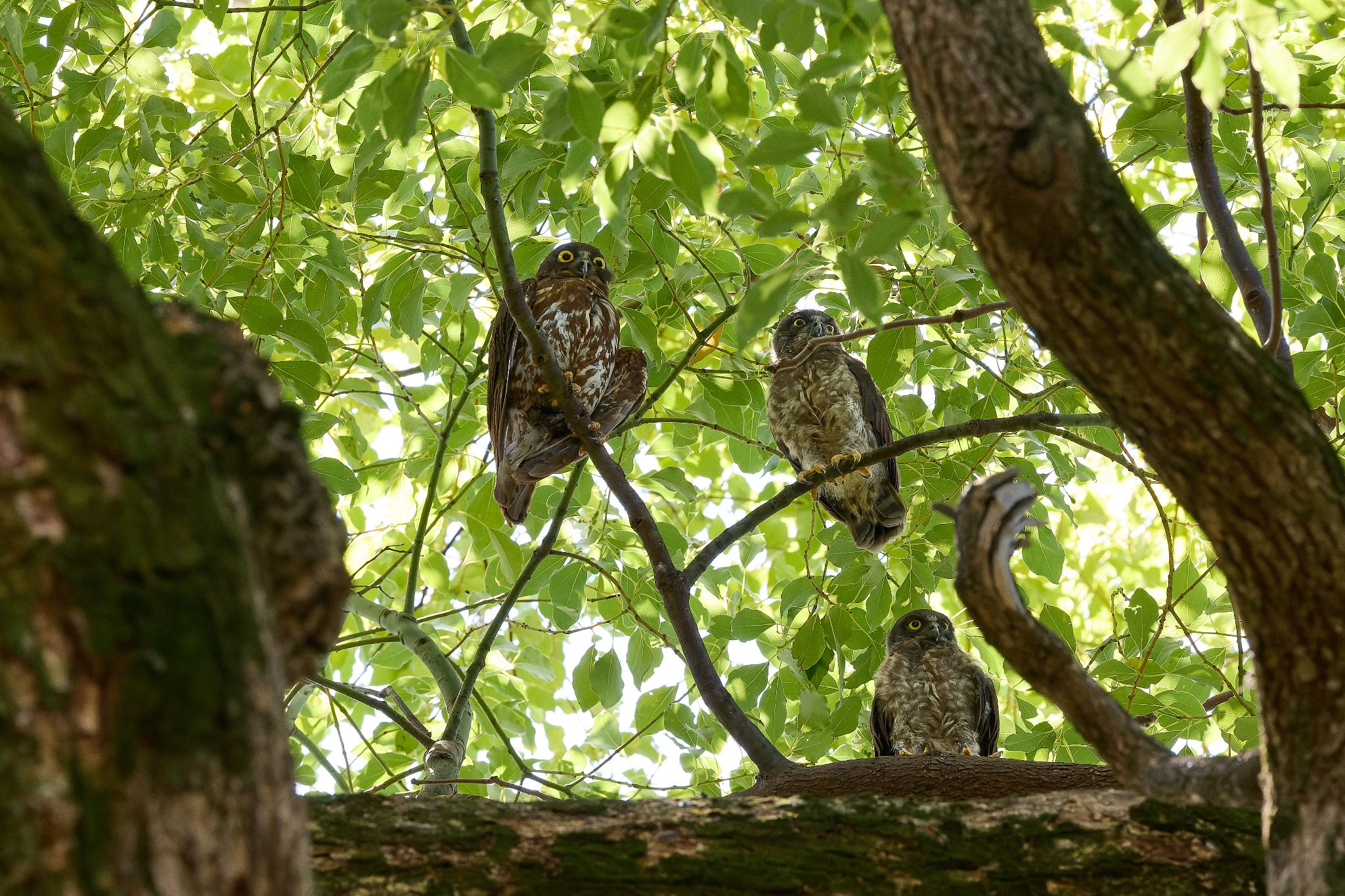 大阪府 アオバズクの写真 by 明石のおやじ