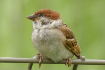 Eurasian Tree Sparrow 京都府 Sat, 6/24/2023