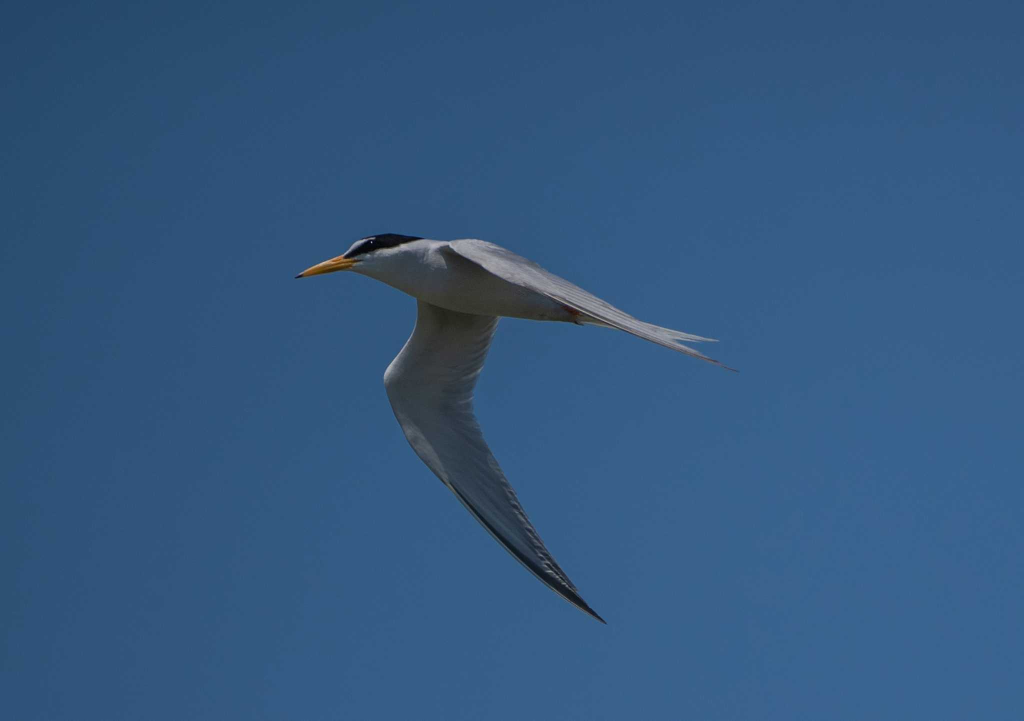 Little Tern