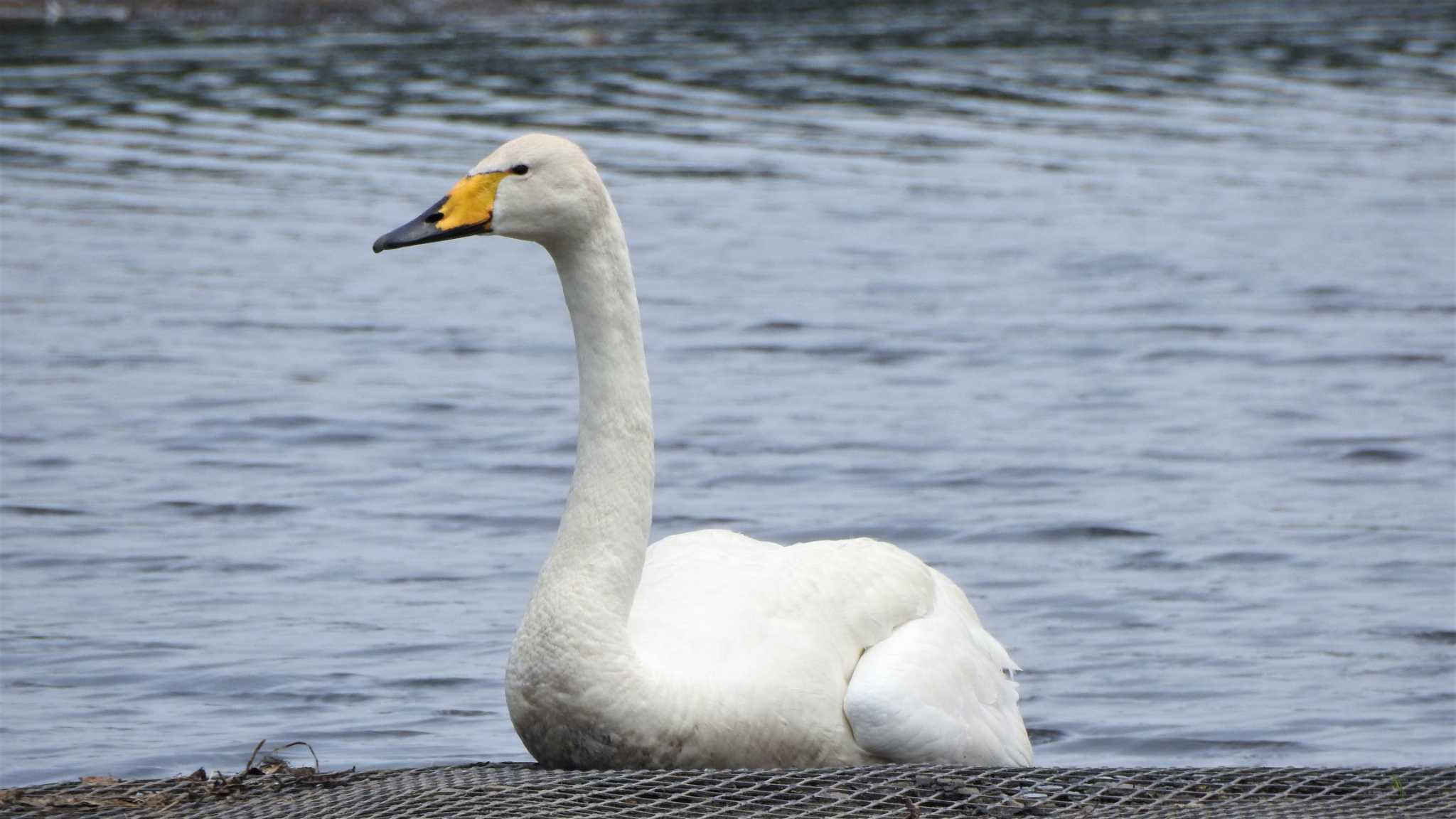 Whooper Swan