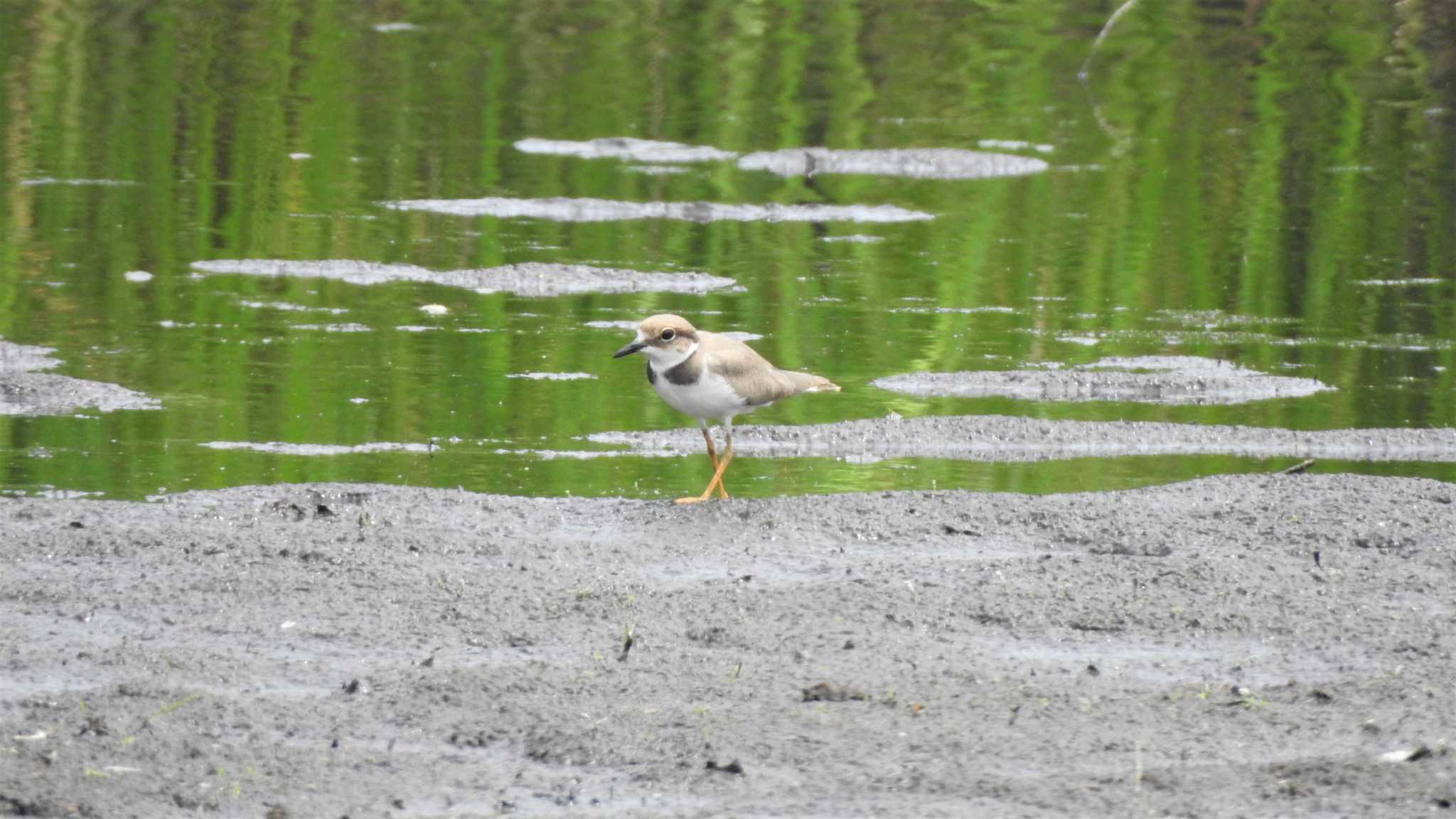 Little Ringed Plover