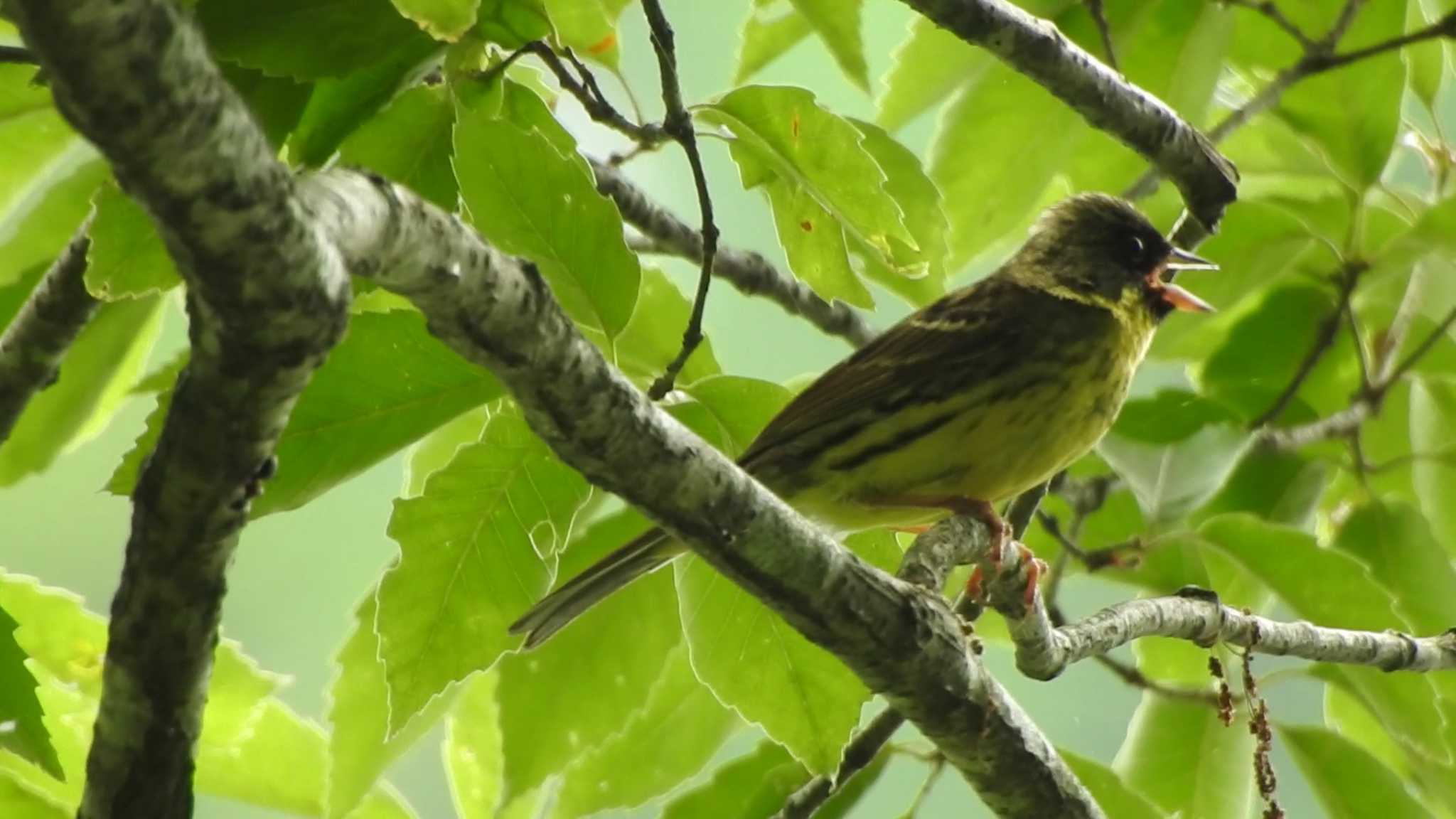 Masked Bunting