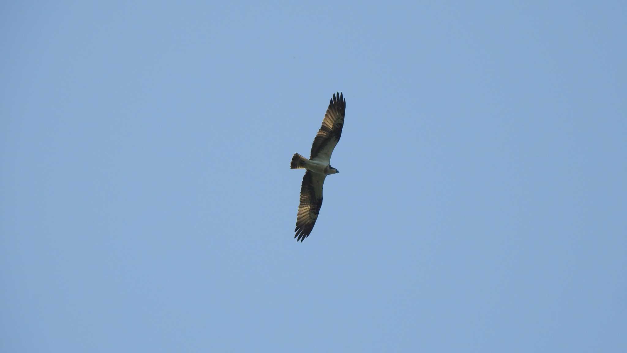 Osprey