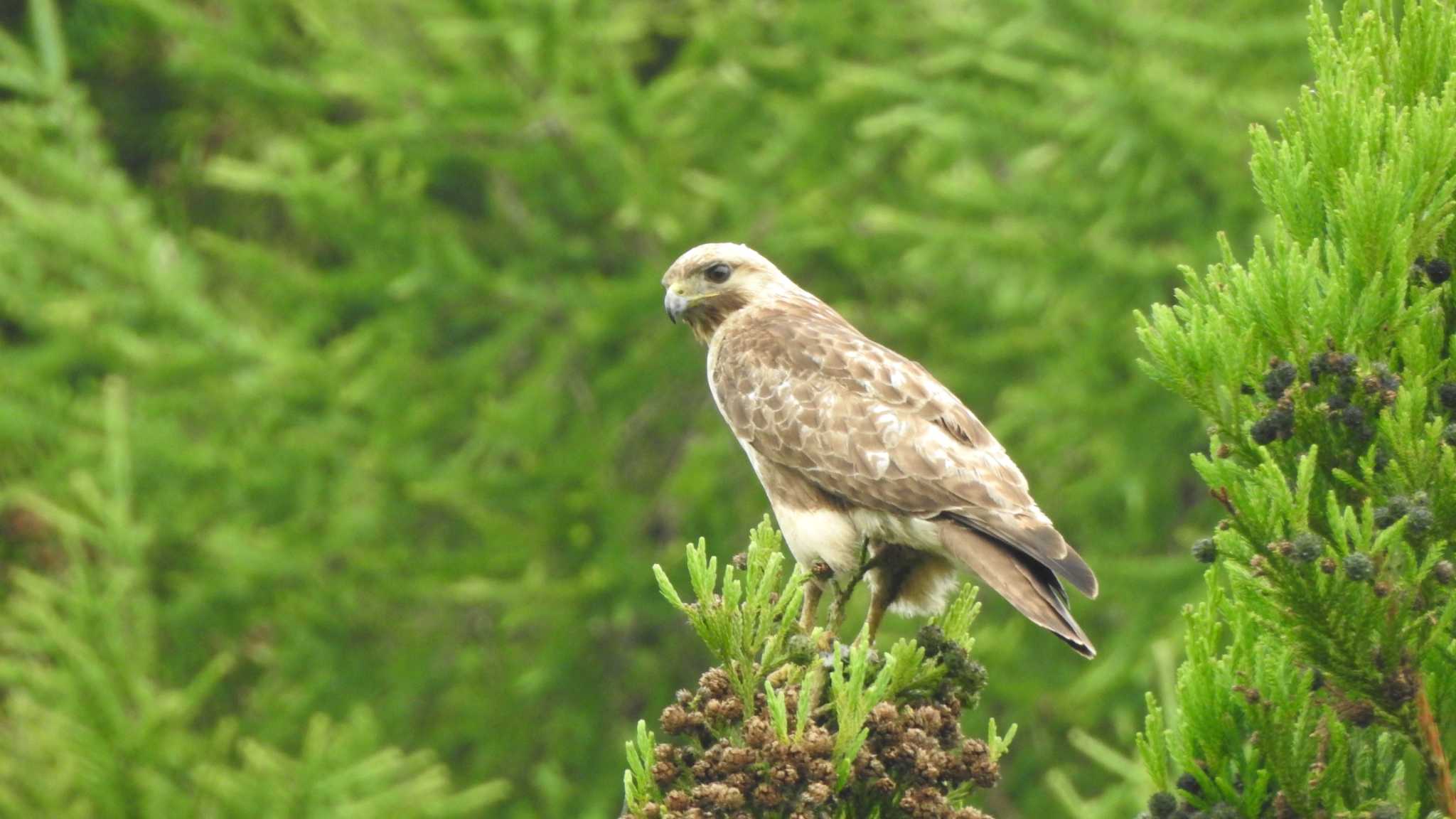 Eastern Buzzard