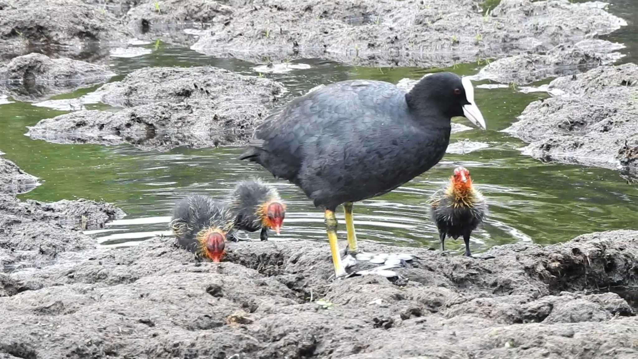 オオバン