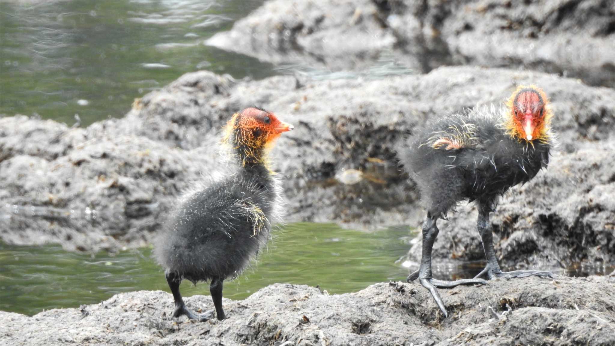 Eurasian Coot