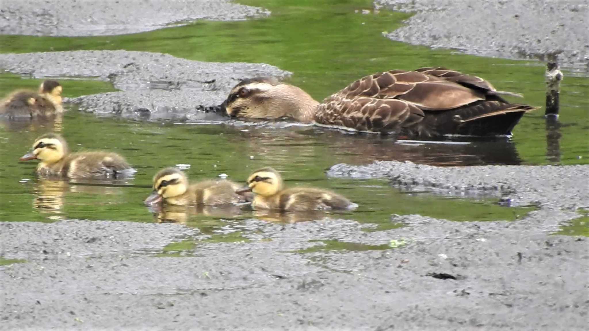 Eastern Spot-billed Duck