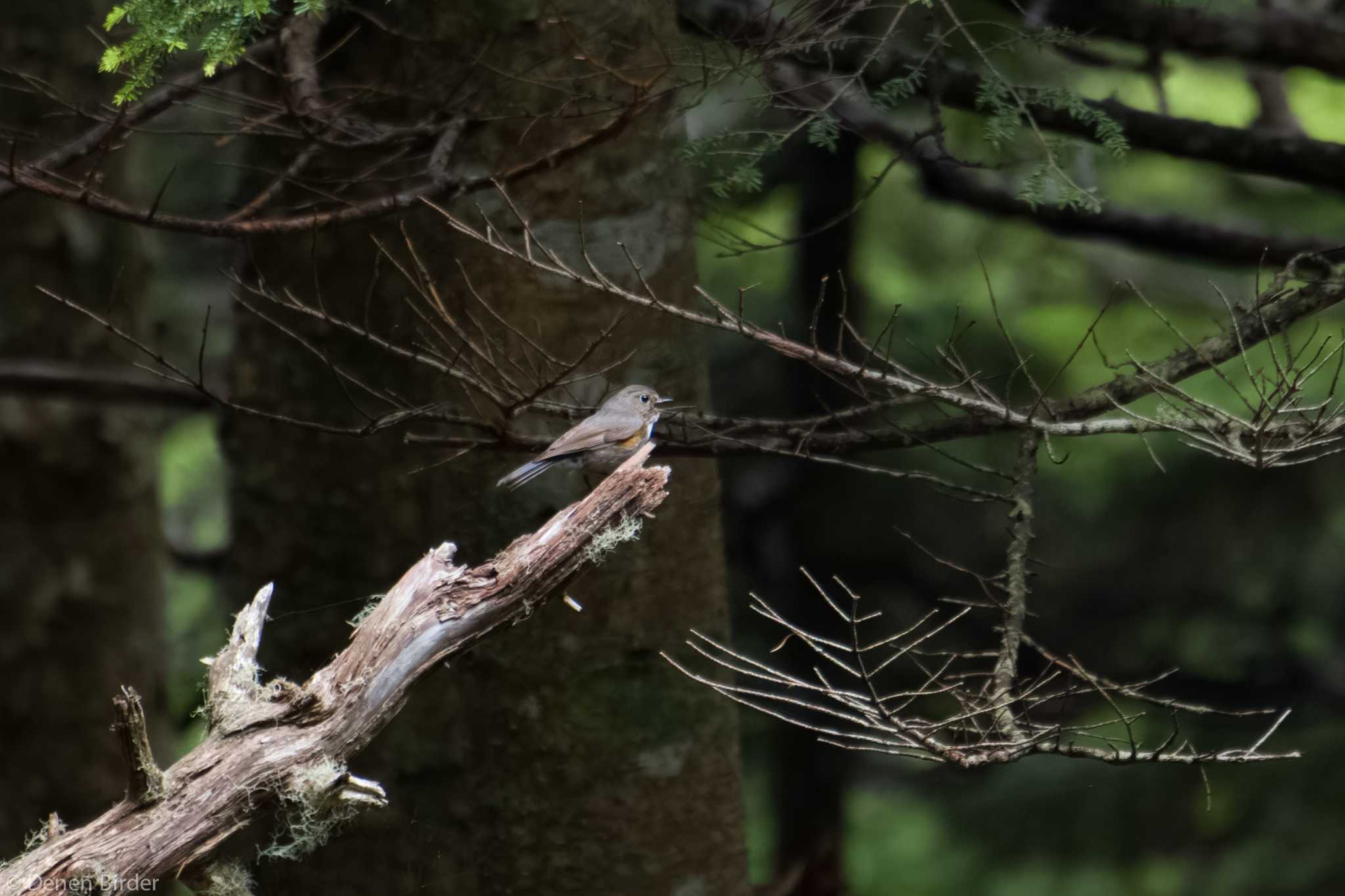 奥庭荘(富士山) ルリビタキの写真 by 田園Birder