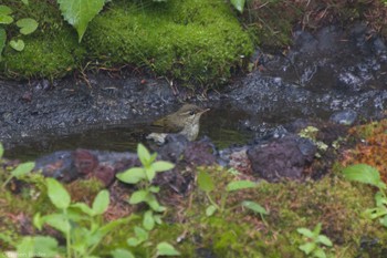 Sat, 7/8/2023 Birding report at Okuniwaso(Mt. Fuji)