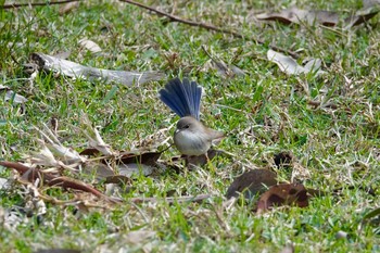 Superb Fairywren シドニー Fri, 6/29/2018