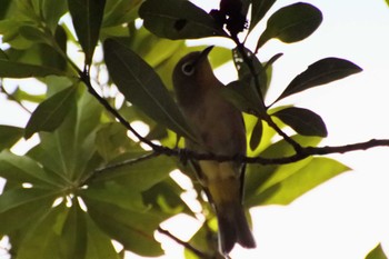 Warbling White-eye 大阪府堺市 Sun, 7/16/2023