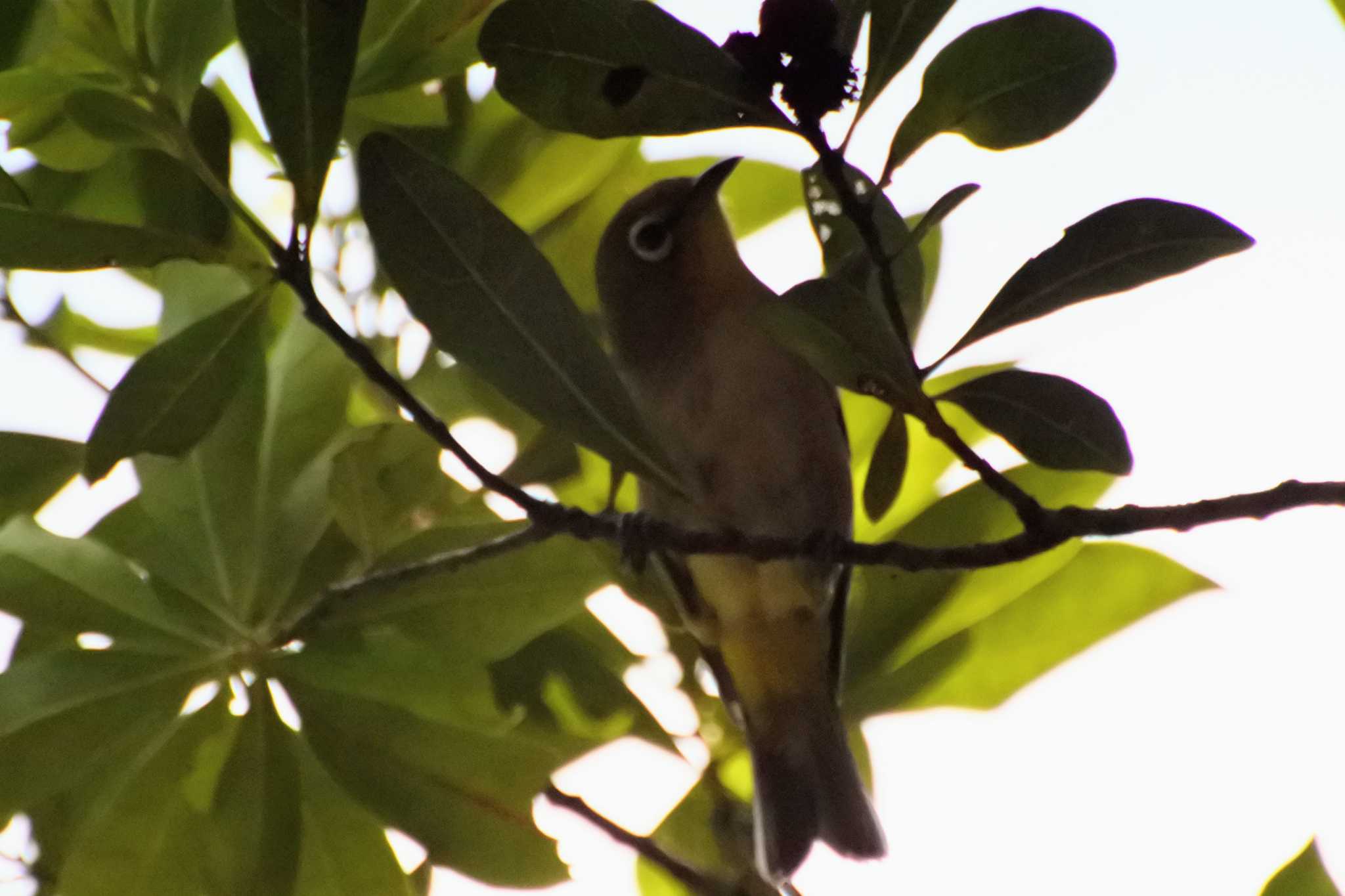 Photo of Warbling White-eye at 大阪府堺市 by ひないつ☃️ⓨⓤⓚⓘ達磨改