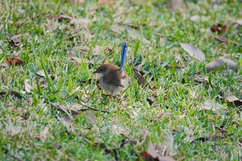 Superb Fairywren シドニー Fri, 6/29/2018