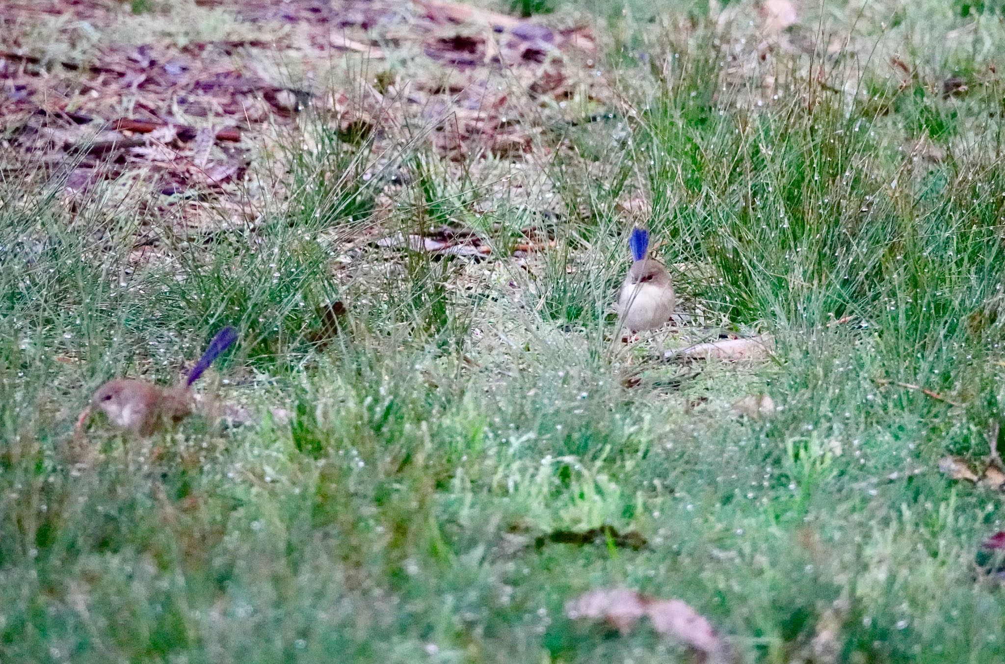 Superb Fairywren