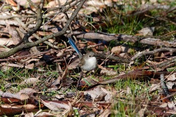 Superb Fairywren シドニー Fri, 6/29/2018