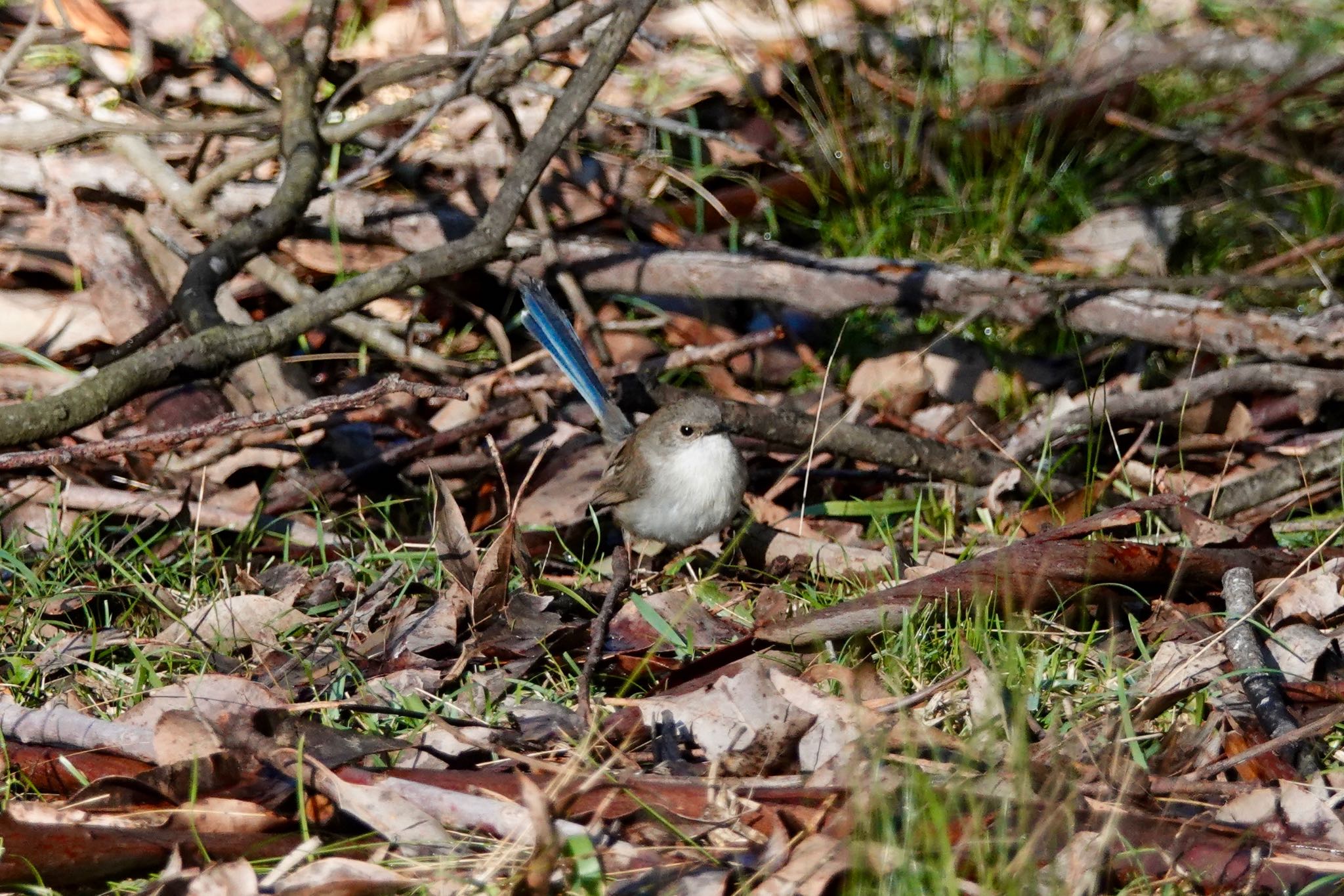 Photo of Superb Fairywren at シドニー by のどか