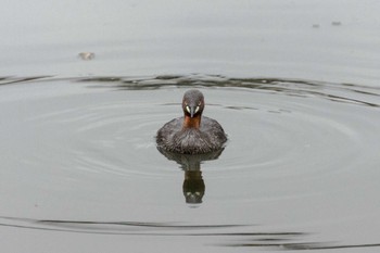 Little Grebe Inokashira Park Fri, 7/14/2023