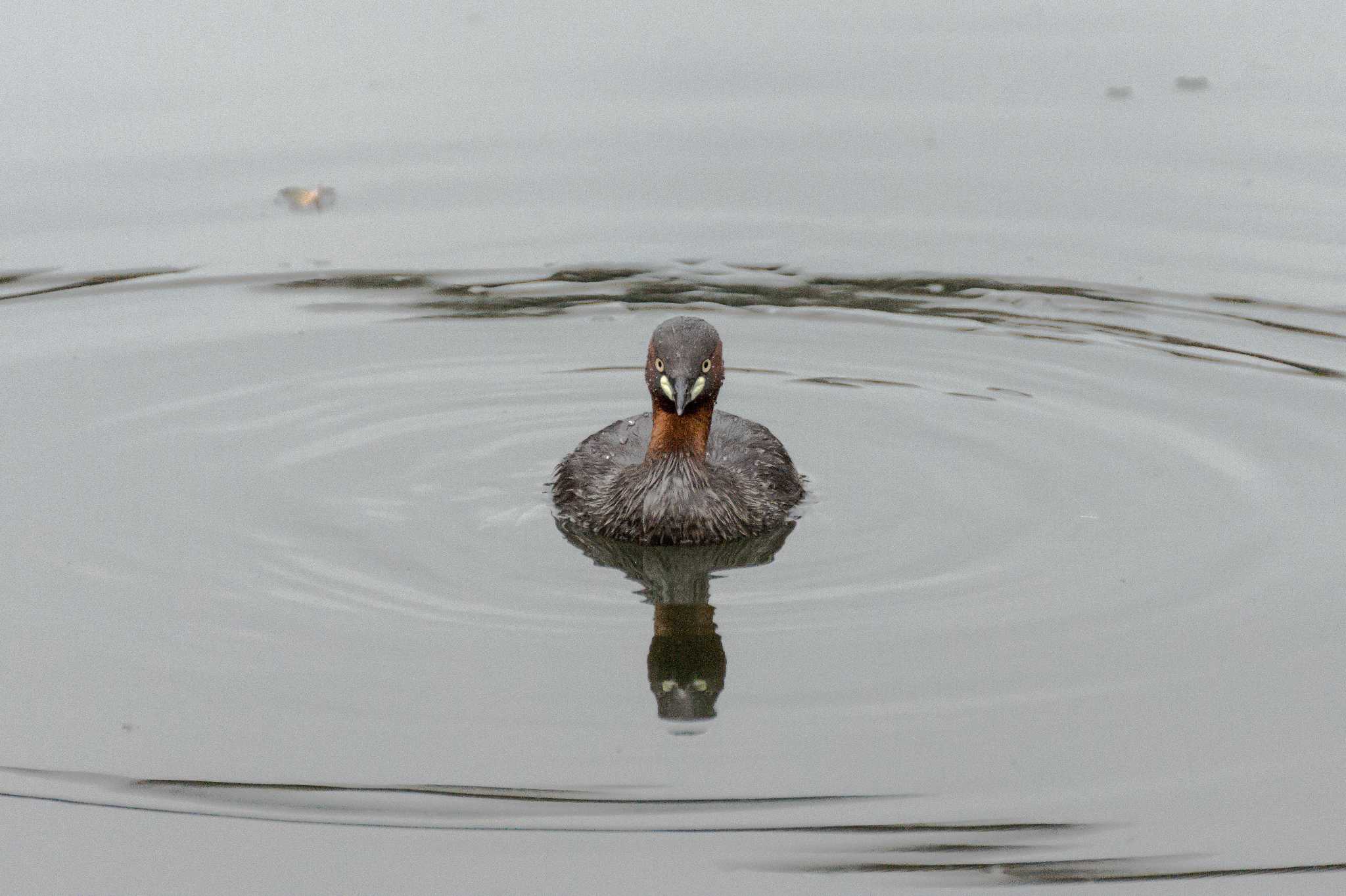 Photo of Little Grebe at Inokashira Park by こおりかわ