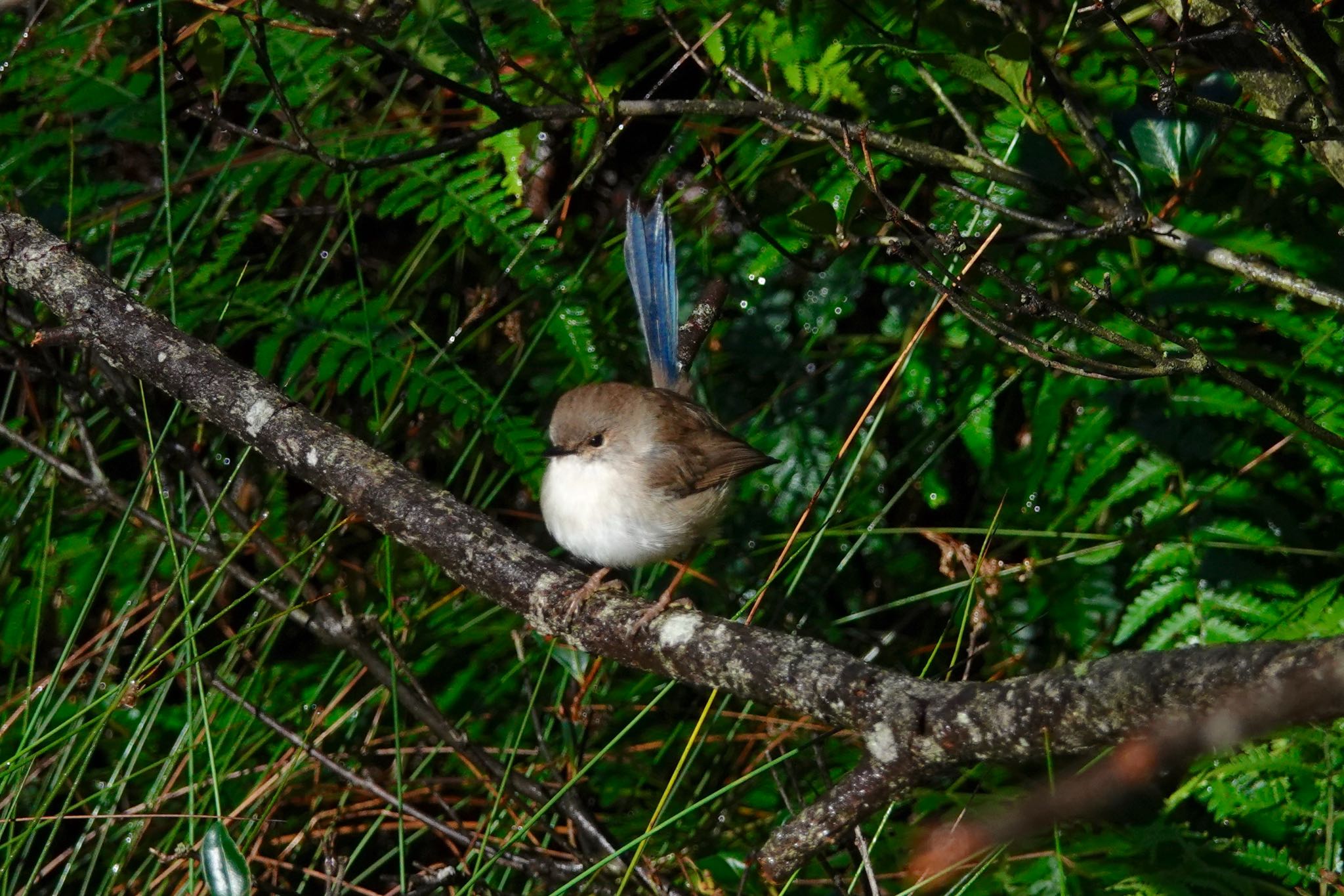 Photo of Superb Fairywren at シドニー by のどか