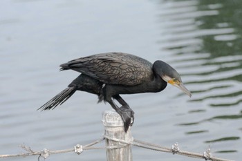 Great Cormorant Inokashira Park Sat, 7/15/2023
