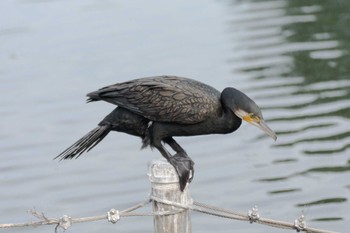 カワウ 井の頭公園 2023年7月15日(土)