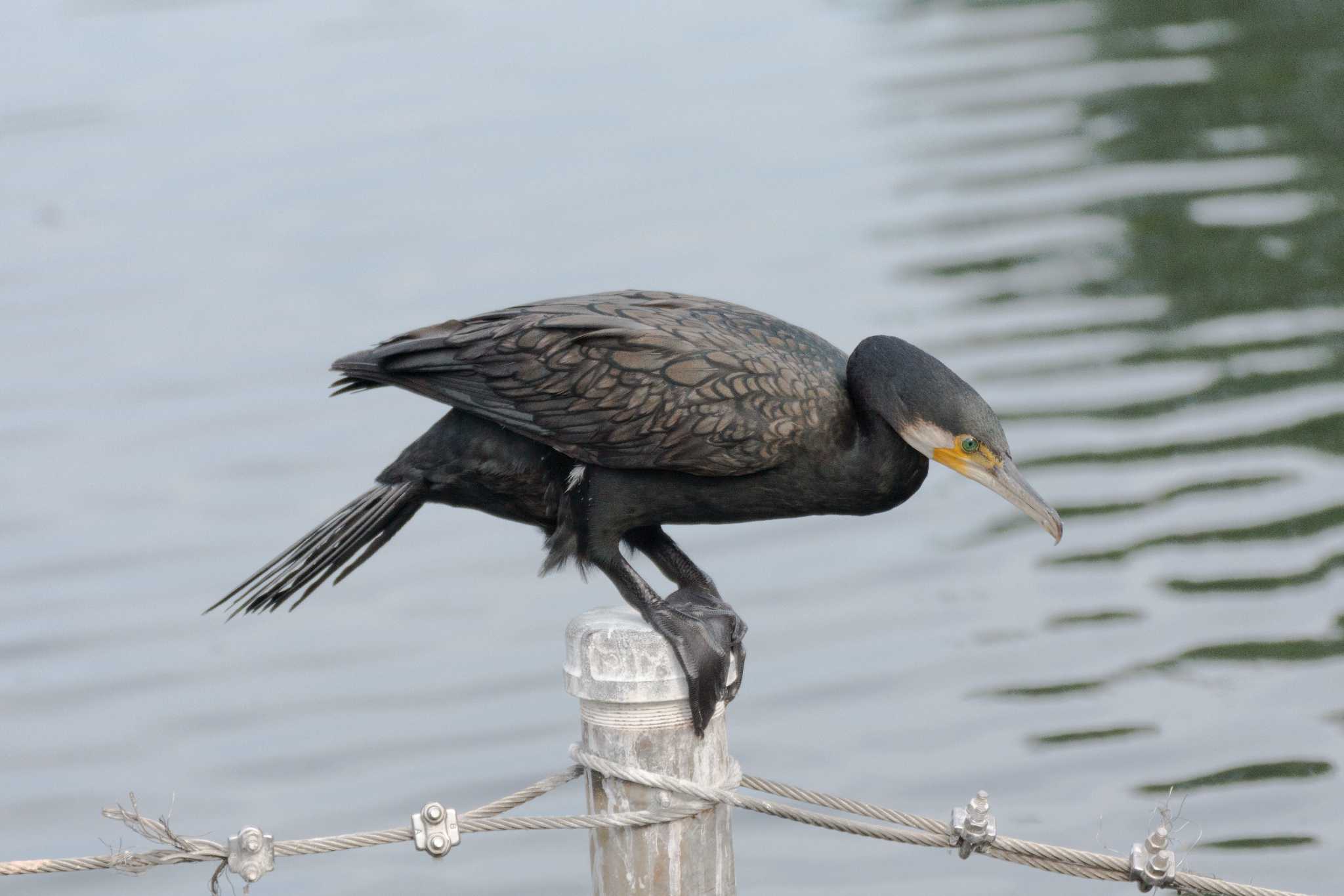 Photo of Great Cormorant at Inokashira Park by こおりかわ